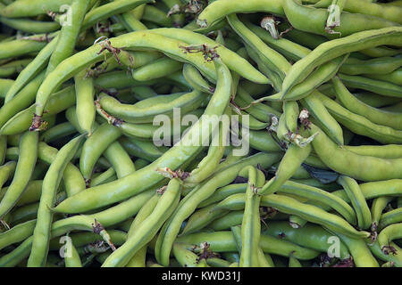 Fave (Vicia faba) in cialde per lo sfondo Foto Stock