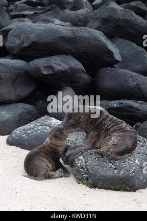 Due le Galapagos Sea Lion cuccioli ( Zalophus wollebaeki ) giocando su rocce laviche, all'Isola Espanola, Isole Galapagos, Ecuador America del Sud Foto Stock