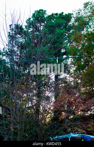 Alberi all'alba Foto Stock