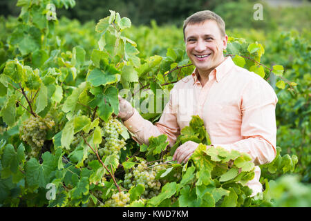 Ritratto di uomo sorridente nei pressi di uve in vigna in estate Foto Stock