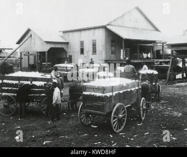 Cotone comunitario gin di proprietà di e gestito da americani Africani in Madison County, Alabama. 1923. Mulo carri di cotone di attendere in linea per la sgranatura. (BSLOC 2015 16 127) Foto Stock