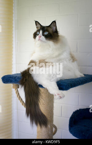 Una giovane donna gatto Ragdoll distratti da attività al di fuori del suo dominio Foto Stock