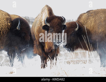 Gruppo di bufalo americano sono la cottura a vapore sulla neve nel Parco giullare, Iowa