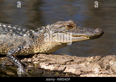 Giovani alligator close up Foto Stock