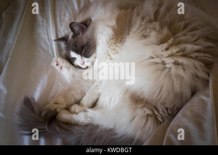 Dormire gatto Ragdoll giacente su un letto aperto nel Regno Unito Foto Stock