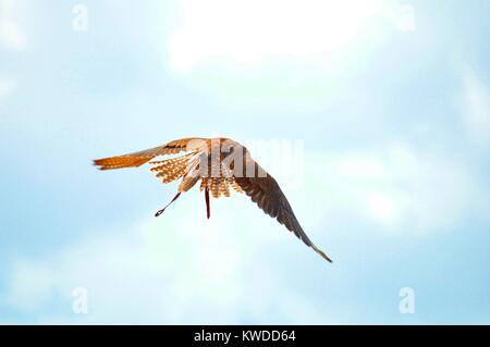 Saker Falcon o Falco Pellegrino battenti isolato sul cielo blu durante una mostra di falconeria in Terra Natura Murcia, Spagna Foto Stock