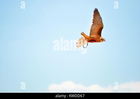 Saker Falcon o Falco Pellegrino battenti isolato sul cielo blu durante una mostra di falconeria in Terra Natura Murcia, Spagna Foto Stock