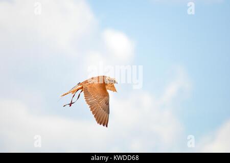 Saker Falcon o Falco Pellegrino battenti isolato sul cielo blu durante una mostra di falconeria in Terra Natura Murcia, Spagna Foto Stock