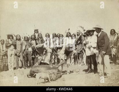 Gruppo di Lakota scuoiatura bovini carne durante la distribuzione di razioni alimentari, c. 1887-92. A Pine Ridge prenotazione, in base al trattato, la carne bovina e altri di razioni alimentari sono stati forniti mensilmente. Mancata fornitura di cibo adeguato per sostituire gli indiani tradizionali fonti, è stata una delle principali cause della povertà indiana, che conduce alla Ghost movimento di ballo e la Wounded Knee massacro. Foto di Giovanni Grabill (BSLOC 2017 18 36) Foto Stock