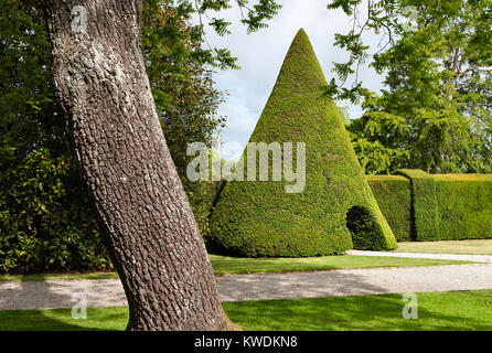 Antony House, Torpoint, Cornwall, Regno Unito. Un 10m alto cono topiaria da in tagliata yew in giardini formali vicino a questo 18c house Foto Stock