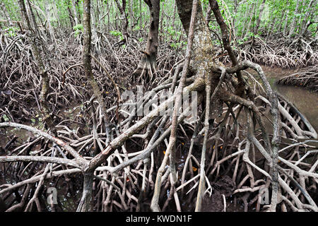 La foresta di mangrovie somiglia molto un posto terribile Foto Stock