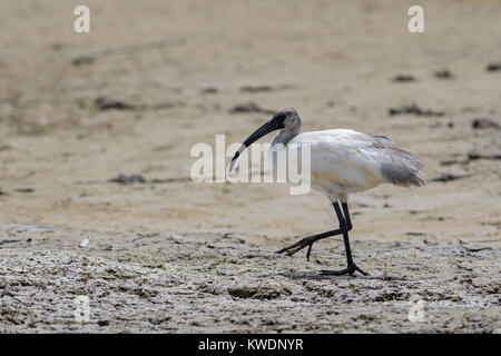 A testa nera Ibis - Threskiornis melanocephalus, Sri Lanka Foto Stock