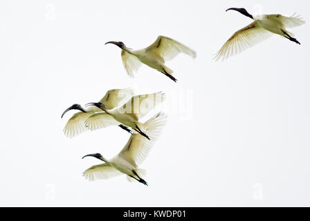 A testa nera Ibis - Threskiornis melanocephalus, Sri Lanka Foto Stock