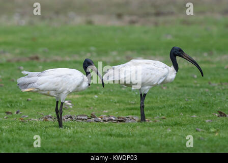 A testa nera Ibis - Threskiornis melanocephalus, Sri Lanka Foto Stock