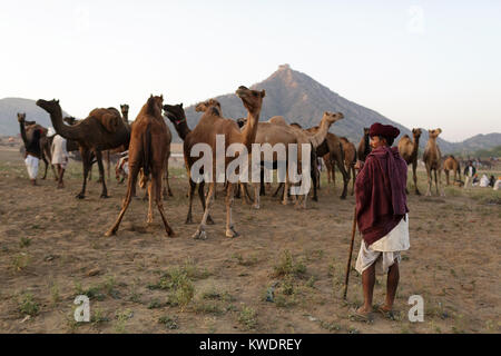 Un cammello trader con la sua mandria durante l annuale Pushkar Camel fair, Pushkar, Rajasthan, India Foto Stock
