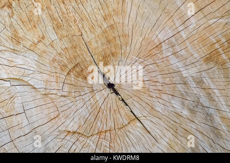 Primo piano della sezione trasversale di un grosso tronco di albero Foto Stock