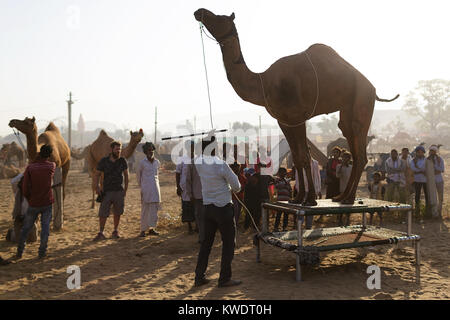 Di scena a Pushkar Camel Fair, il commerciante che mostra il suo cammello per i potenziali acquirenti, Rajasthan, India Foto Stock