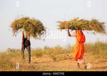 Di scena a Pushkar Camel Fair, l uomo e la donna portano il cibo per i cammelli, Rajasthan, India. Foto Stock