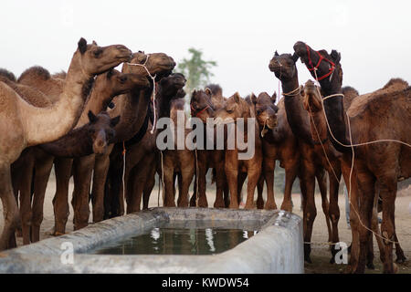Di scena a Pushkar Camel Fair, allevamento di cammelli in piedi dal serbatoio di acqua e bere, Rajasthan, India Foto Stock