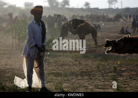 Di scena a Pushkar Camel Fair, trader cercando di domare disobbediente cammello, Rajasthan, India Foto Stock