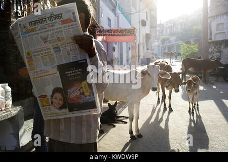 Scena di strada in Pushkar, uomo che legge il giornale in luce mattutina con il bestiame e cani in strada, Rajasthan, India. Foto Stock