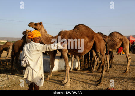 Di scena a Pushkar Camel Fair, trader indossando turbante puntando su un cammello di fronte all allevamento di cammelli, Pushkar, Rajasthan, India Foto Stock