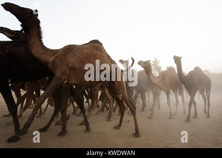 Acene a Pushkar Camel Fair, vista laterale della mandria di cammelli in luoghi polverosi market place, Rajasthan, India Foto Stock