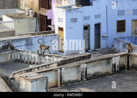 Gruppo di Hanuman langurs scimmie camminando sui tetti degli edifici di Pushkar, Rajasthan, India. Foto Stock