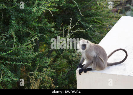 Vista laterale di Hanuman langurs monkey seduto su un tetto di un edificio in Pushkar e guardando a sinistra, Rajasthan, India. Foto Stock