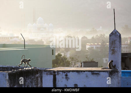 Gruppo di Hanuman langurs scimmie camminando sui tetti degli edifici di Pushkar, Rajasthan, India. Foto Stock