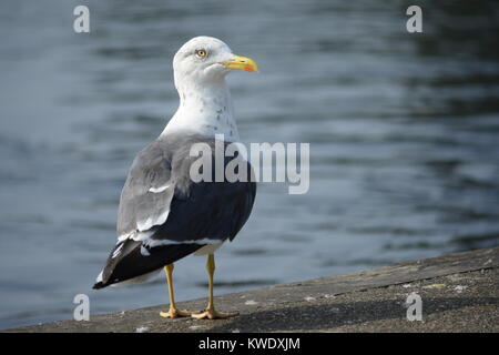 Grande nero-backed gull Foto Stock