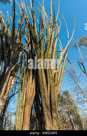 Alluaudia procera, o il Madagascar ocotillo, sono unici per la foresta spinosa a Berenty riserva privata nel sud-ovest del Madagascar, Africa. Foto Stock