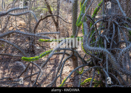 Alluaudia procera, o il Madagascar ocotillo, sono unici per la foresta spinosa a Berenty riserva privata nel sud-ovest del Madagascar, Africa. Foto Stock