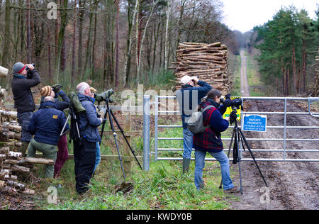 Gli amanti del birdwatching cercando Parrot Cross-Bills a Broxbourne boschi, inverno, REGNO UNITO Foto Stock