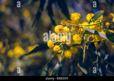 La fioritura degli alberi di mimosa Acacia pycnantha, golden graticcio chiudere fino a primavera, luminoso fiori gialli, coojong, Golden Wreath, graticcio graticcio arancione, blu Foto Stock