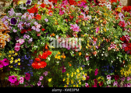 Nei cestini appesi,Helmsley, North Yorkshire Foto Stock