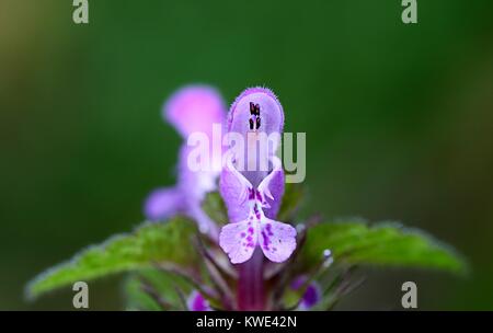 Lamium purpureum, noto come red dead-ortica, viola morti di ortica, henbit rosso o viola arcangelo Foto Stock