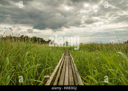 Una vista dritto di un ponte di legno passando attraverso verdi canne sul lago Kanieris con nuvole grigie sopra. Foto Stock