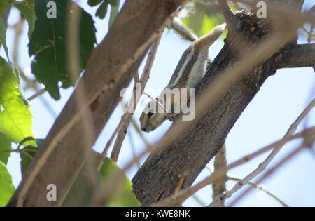 Harris di antilope (Ammospermophilus harrisii) scoiattolo scendendo da un albero in Nuovo Messico usa durante un giorno di estate Foto Stock