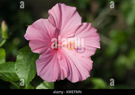 Hibiscus 'Seminole rosa' che cresce in un ambiente protetto . Foto Stock