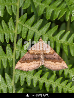 Ombreggiato ampio bar Tarma (Scotopteryx chenopodiata) in appoggio su una felce in bosco. Cahir, Tipperary, Irlanda. Foto Stock