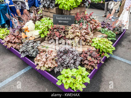 Un display di Heucheras, tiarellas heucherellas e da vivaio Heucheraholics, uno specialista coltivatore. Giardinieri' mondo Live, NEC, Birmingham, Regno Unito Foto Stock