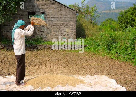 Vento agricoltore la sbramatura, essiccazione e lo smistamento di riso dopo il raccolto, Sonapur Village, vicino Panshet, Pune Foto Stock