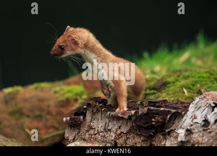 L'ermellino, noto anche come il corto-tailed weasel, è un mammifero del genere Mustela della famiglia Mustelidae nativo di Eurasia e Nord America Foto Stock