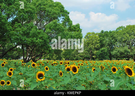 Un enorme campo di girasoli in piena fioritura in un prato di fiori. Girasoli simboleggiano la stagione estiva, di felicità e di libertà. Foto Stock