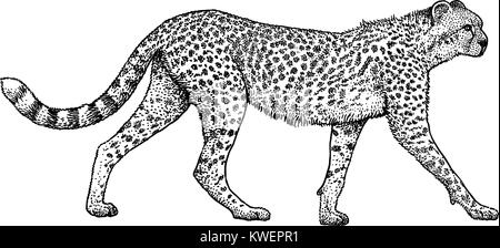 Cheetah illustrazione, disegno, incisione, inchiostro, line art, vettore Illustrazione Vettoriale