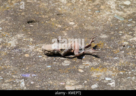 Morto il rospo comune giace su un vecchio superficie di calcestruzzo (Bufo bufo) Foto Stock