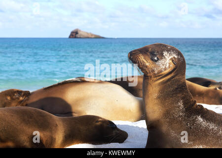 Le Galapagos i leoni di mare ( Zalophus wollebaeki ), Baia Gardner, all'Isola Espanola, Isole Galapagos, Ecuador America del Sud Foto Stock