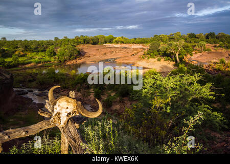 Fiume vista panoramica nel parco nazionale di Kruger, Sud Africa Foto Stock