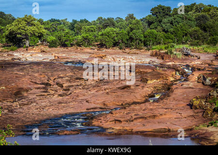 Fiume vista panoramica nel parco nazionale di Kruger, Sud Africa Foto Stock